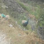 Vraj-Yatra-2014- (1563)